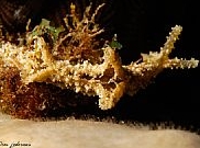 Photo: O. Lederman; see a larger picture